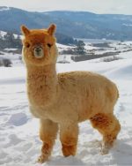 Fluffy Baby Alpaca Paint By Number