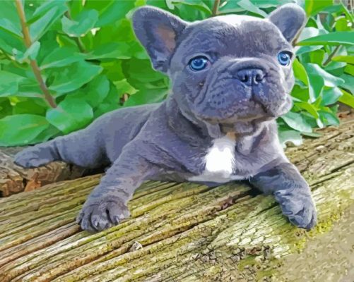 Grey Frenchie Bulldog Paint By Numbe