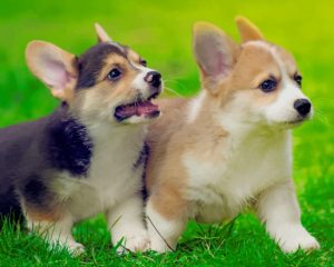 Pembroke Welsh Corgi Puppies Paint By Number