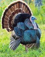 Wild Turkey Bird Paint By Number