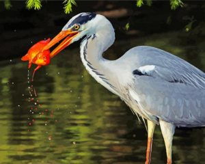 Aesthetic Great Blue Heron With Fish paint by number
