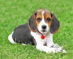 Beagle Puppy Paint By Number