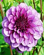 Beautiful Purple Dahlia Paint By Number