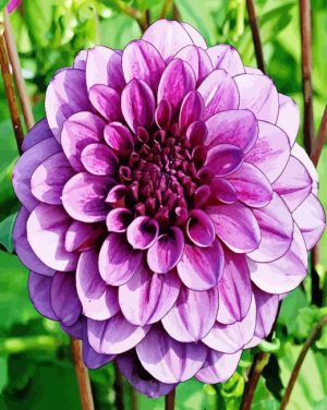 Beautiful Purple Dahlia Paint By Number