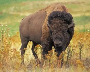 Wild Bison Animal Paint By Numbers