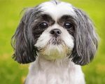 Black And White Shih Tzu Dog Paint By Number