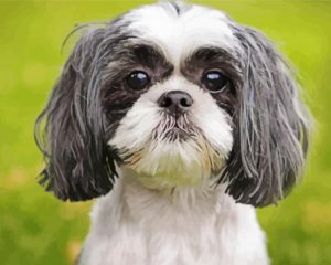 Black And White Shih Tzu Dog Paint By Number