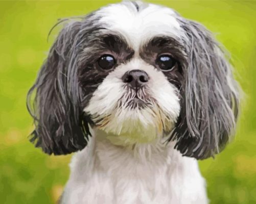 Black And White Shih Tzu Dog Paint By Number