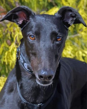 Black Greyhound Paint By Number