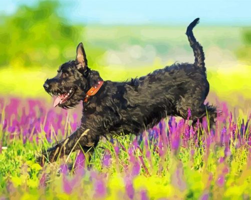 Black Schnauzer Paint By Number