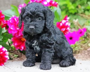 Black Cockapoo Dog Paint By Number