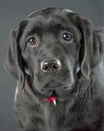 Cute Black Labrador Paint By Number