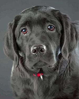 Cute Black Labrador Paint By Number
