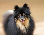 Black Pomeranian Dog Paint By Number