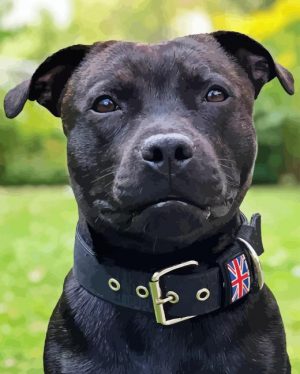 Black Staffy Bull Terrier Paint By Number