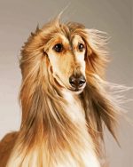 Blonde Afghan Hound Paint By Number