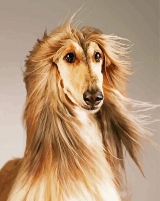 Blonde Afghan Hound Paint By Number