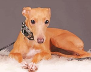Blonde Italian Greyhound Paint By Number