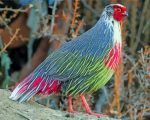 Blood Pheasant Bird Paint By Number