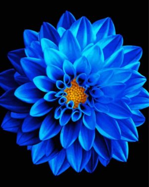 Blue Dahlia Paint By Number
