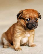 Border Terrier Puppy Paint By Number