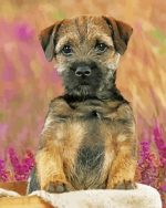 Border Terrier Dog Paint By Number