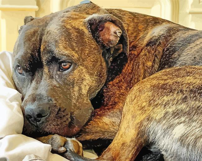 Brindle Pitbull Dog Paint By Numbers