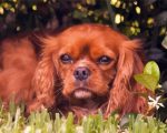 Brown King Charles Cavalier Paint By Numbers