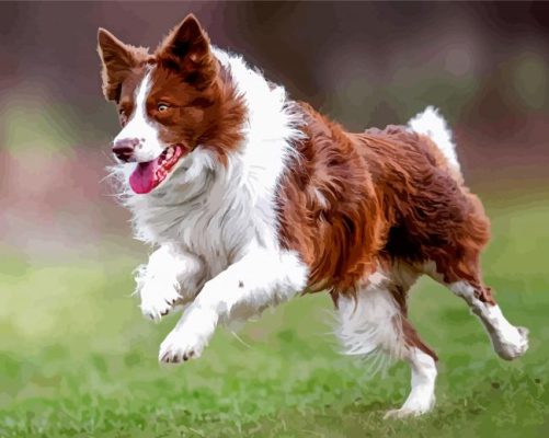 Brown Border Collie Paint By Number