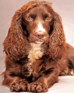Brown Cocker Spaniel Paint By Numbers
