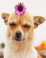 Chihuahua With Flower Paint By Number