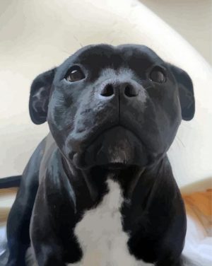 Black Staffordshire Bull Terrier Paint By Number