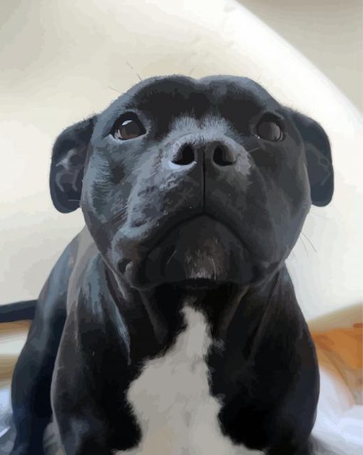 Black Staffordshire Bull Terrier Paint By Number