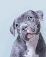Cute Blue Staffy Paint By Number
