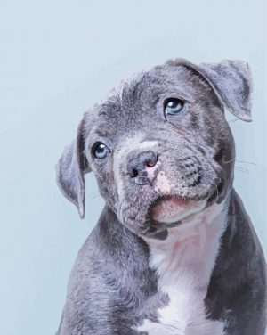 Cute Blue Staffy Paint By Number