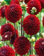 Dark Red Dahlias Paint By Number