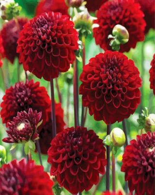 Dark Red Dahlias Paint By Number
