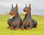 Doberman Dogs Paint By Number