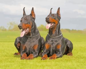 Doberman Dogs Paint By Number
