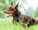 Brown Doberman Paint By Number