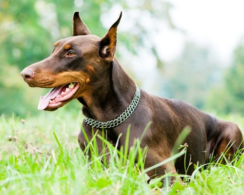 Brown Doberman Paint By Number