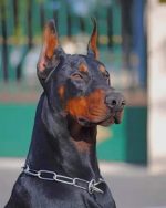 Dobermann Dog Paint By Number