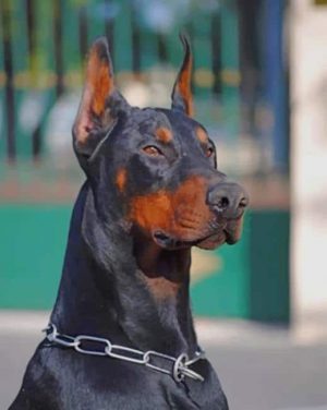 Dobermann Dog Paint By Number