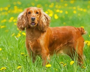 English Cocker Spaniel Dog Paint By Numbers