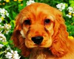Cocker Spaniel Dog Paint By Numbers