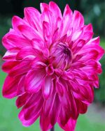 Fuchsia Dahlia Flower Paint By Number