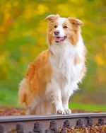 Black Border Collie Paint By Number