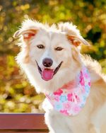 Cute Golden Border Collie Paint By Number
