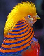 Golden Pheasant Head Paint By Number