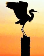 Great Blue Heron Silhouette Paint By Number